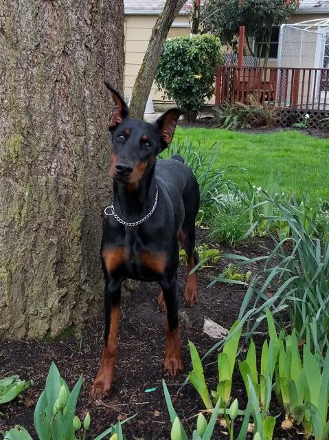 33 Best Images Doberman Pinscher Puppies Oregon / Doberman pincher puppies - Petclassifieds.com