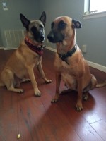 McLenahan Kennel Malinois breeder