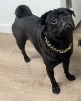 Kelsey - Pug Stud