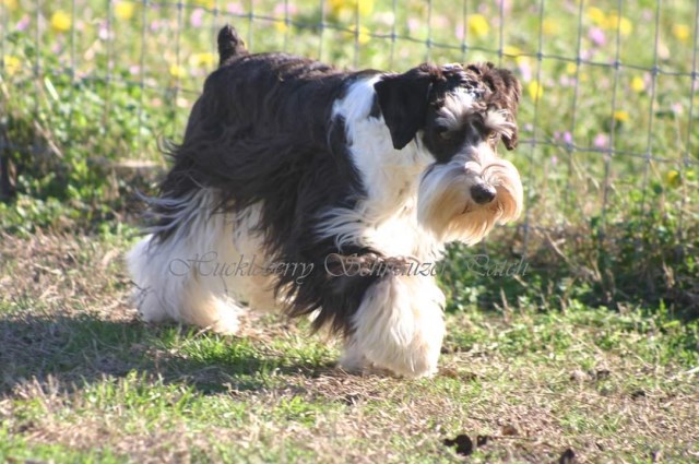 Huckleberry Schnauzer Patch