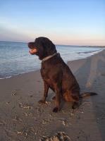 Annie Frame - Labrador Retriever Stud