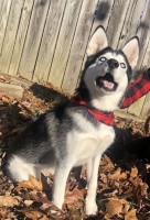 Hedgepeth - Siberian Husky Stud