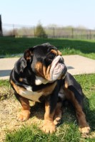 Terry Scott - English Bulldog Stud