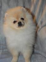 Classic Kennels Pomeranian breeder