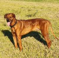 Rhodesian Ridgeback thumbnail