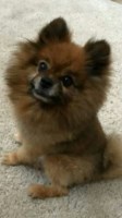 Vincent Edwards - Pomeranian Stud