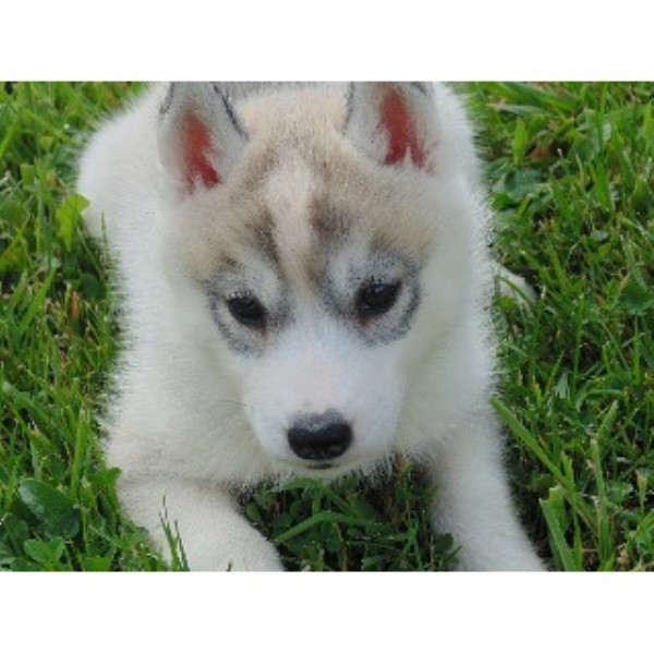 Siberian Husky Breeder 22437