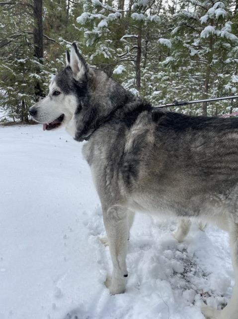 Siberian Husky Stud 29203