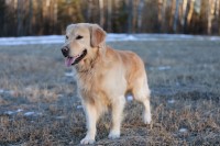 Jessica M - Golden Retriever Stud