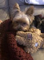 Eleanor Myles - Yorkshire Terrier Stud