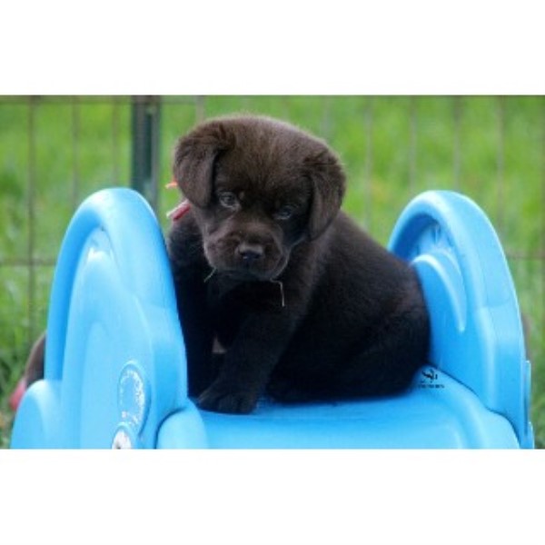 Labrador Retriever Breeder 20612