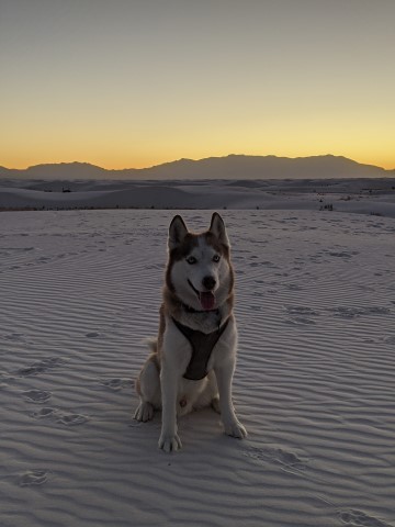 Siberian Husky Stud 29799