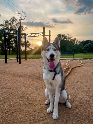 Siberian Husky Breeder 31441