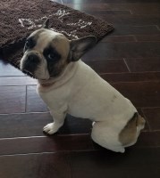 Roni Shiver - French Bulldog Stud