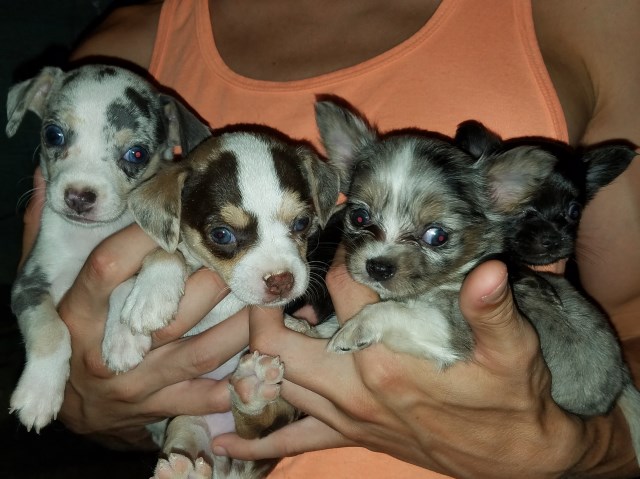 Mortgage For House, Chihuahua Breeder in WINNSBORO, South