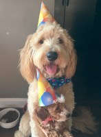 Christina Dowlen - Goldendoodle Stud