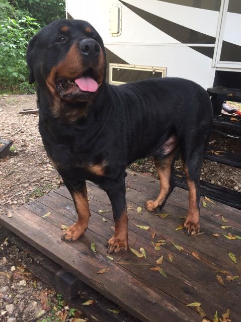 Rottweiler Stud 27256