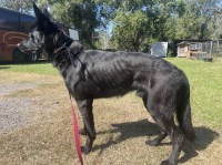 German Shepherd Dog thumbnail