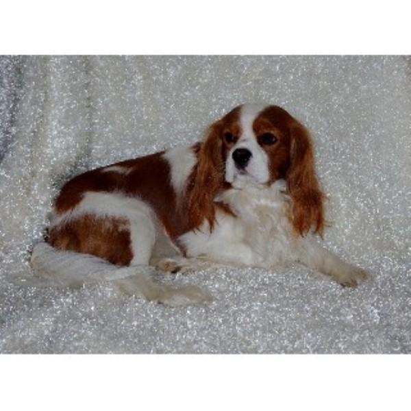 Place's Cavaliers, Cavalier King Charles Spaniel Stud in Orland, Indiana