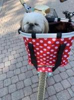 Laura A. Lynne - Shih Tzu Breeder Shih Tzu breeder