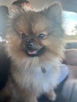 Megan - Pomeranian Stud