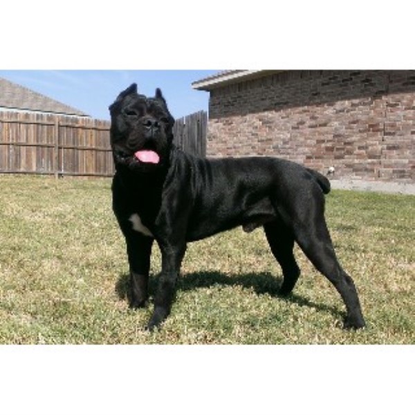 Dallas K 9 Academy Llc Cane Corso Breeder In Dallas Texas