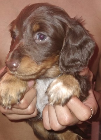 Dachshund Breeder 31139