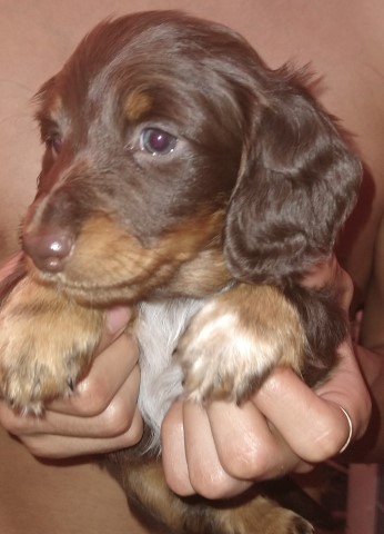 Dachshund Breeder 31139