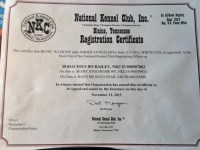 DAVID - American Bulldog Stud