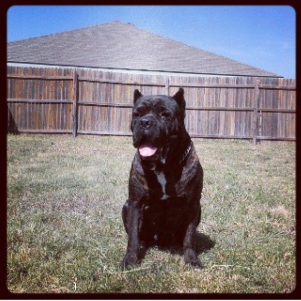 Dallas K-9 Academy, LLC, Cane Corso Breeder in Dallas, Texas