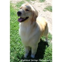 Highland Springs Breeders Golden Retriever breeder