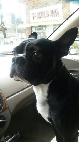 Boston Terrier Stud 28570