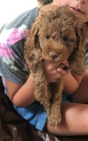 Kristen - Goldendoodle Stud