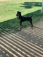Kyle Patton - Miniature Pinscher Stud