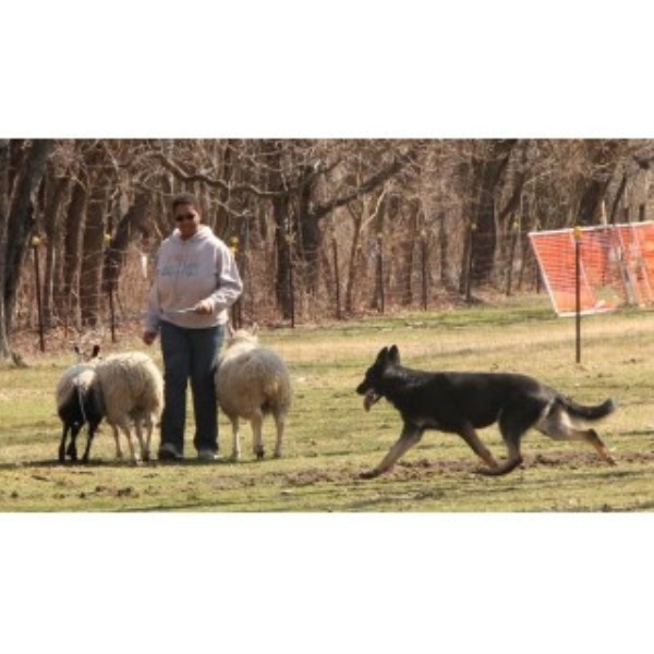 German Shepherd Dog Breeder 25284