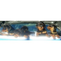 Braun Rottweilers Rottweiler for breeder