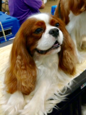 Cavalier King Charles Spaniel Breeder 30112