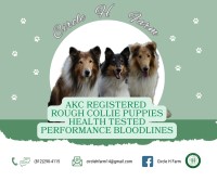 Circle H Farm Collie breeder