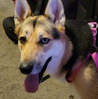 Jacqueline Baker - German Shepherd Dog Breeder German Shepherd Dog breeder