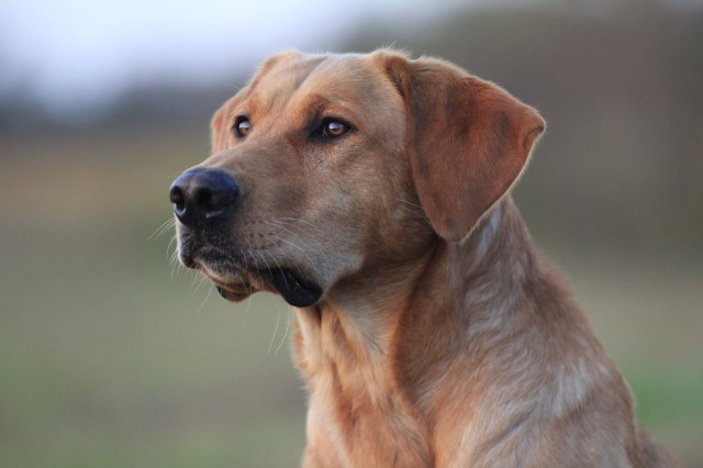 Labrador Retriever Stud 28571