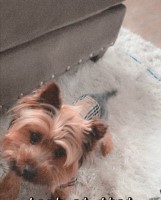 Kim - Yorkshire Terrier Stud