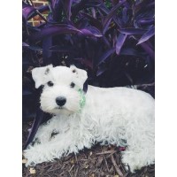 Tap'n Rockies Farm Miniature Schnauzer breeder
