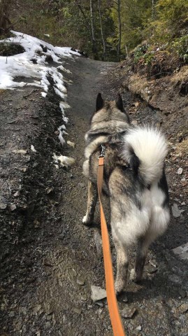 Norwegian Elkhound Stud 27271