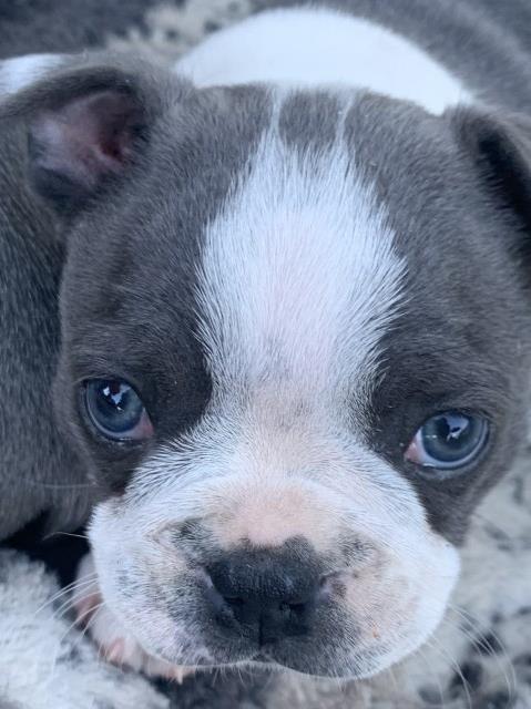 Bosten Terrier puppy