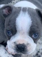 Bouvier Des Flandres thumbnail