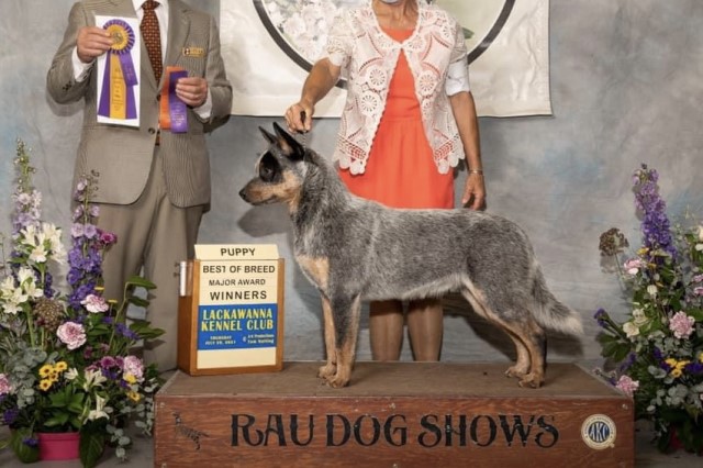 Sage Creek Australian Cattle Dogs