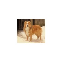 English Shepherd thumbnail