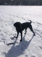 Lauren - Labrador Retriever Stud