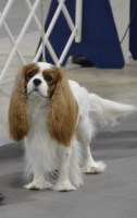 Tracie Laliberte - Cavalier King Charles Spaniel Stud