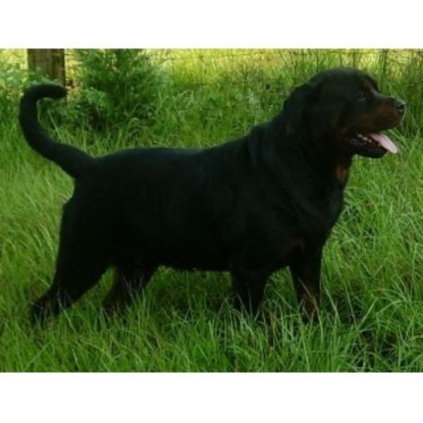 Rottweiler Breeder 22535